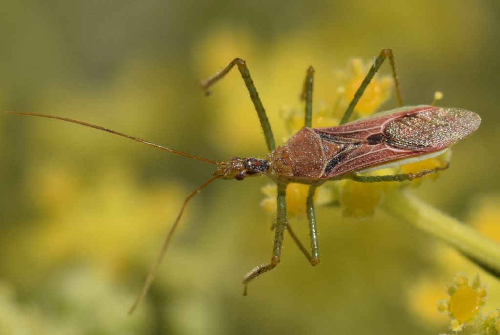 Reduviidae: Zelus renardii (Kolenati, 1857)